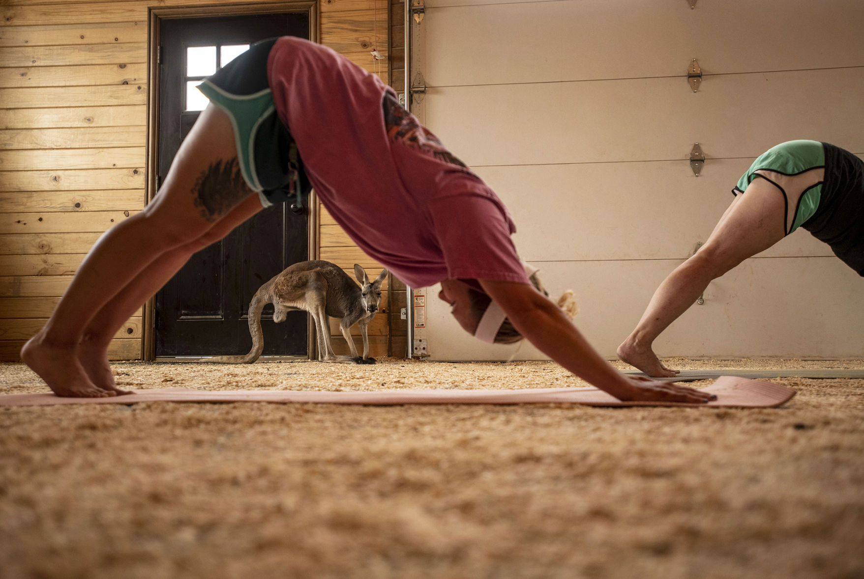 Downward dog at kangaroo yoga